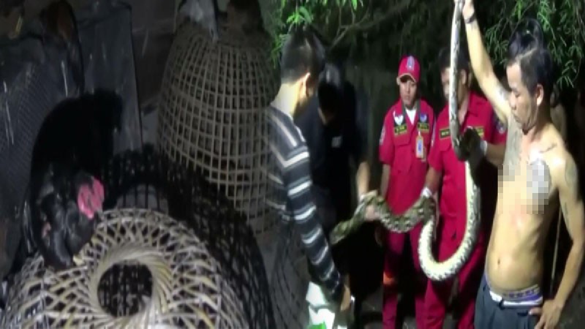 ผวาทุกคืน!! งูเหลือมยาวกว่า 4 เมตร บุกเล้าไก่  2 วันติด มาไม่ซ้ำหน้า เจ้าของสุดทน ต้องร้องขอกู้ภัยฯช่วยจับ (มีคลิป)