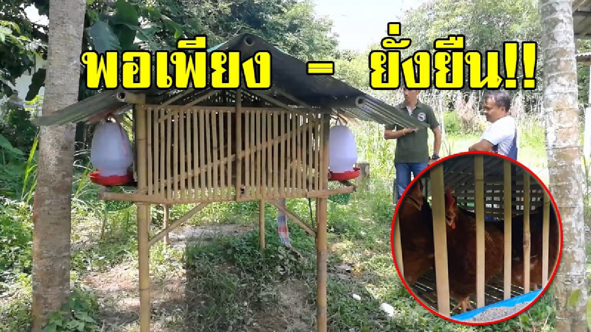 ตามรอยพ่อ!! ชาวบ้านสงขลาเลี้ยงไก่ไข่ในเล้ากระท่อมลอยฟ้า สร้างรายได้เสริม แบ่งกินแบ่งขาย ตามโครงการ 9101 เพื่อการพัฒนาเกษตรอย่างยั่งยืน!?