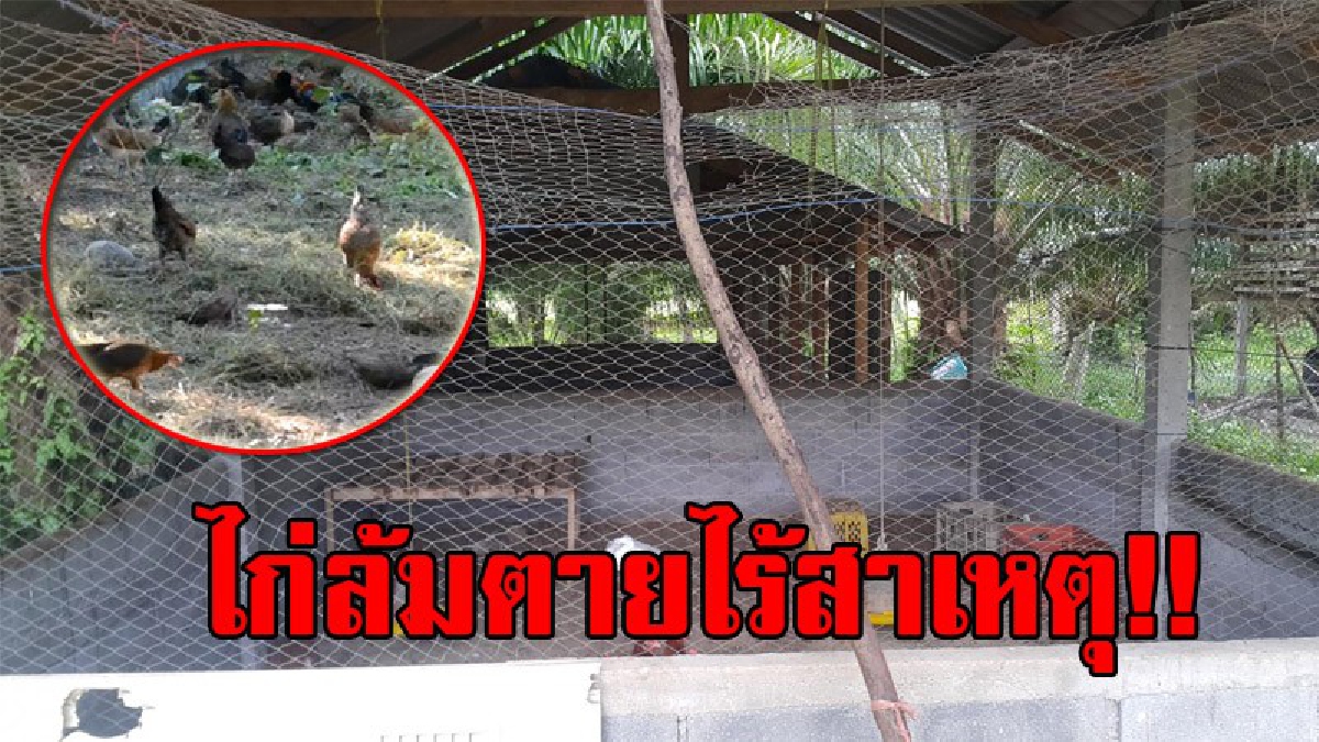 ทำเอาผวาหนัก!!ผู้เลี้ยงไก่สุดหวั่น หลังพบไก่ในโครงการ 9101 เริ่มป่วยและล้มตายไร้สาเหตุจำนวนมาก หวั่นติดเชื้อหวัดนก วอน จนท.เร่งตรวจสอบด่วน!?