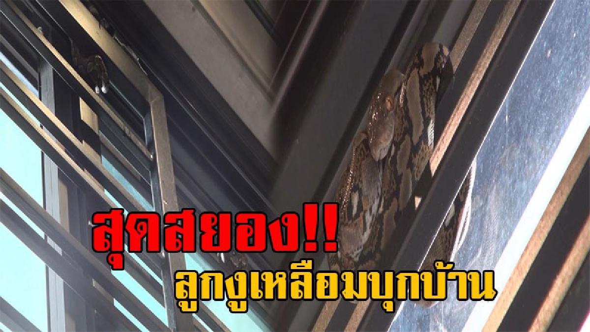 มันอยู่ในบ้าน!? สุดสยอง พบลูกงูเหลือม 3 ตัว ยั๊วเยี๊ยะเลื้อยเข้าไปอยู่ในบ้านผู้กอง ทำเอาผวาหนัก อาจมีทั้งแม่งูและลูกงูอีกหลายตัว (มีคลิป)