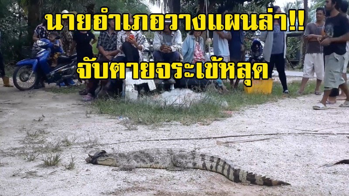 ชาวบ้านผวาหนัก!! จระเข้ที่หลุดจากฟาร์ม อาละวาดกินไก่ของชาวบ้าน นายอำเภอลงพื้นที่หาทางช่วยเหลือ วางแผนล่าจับตาย (มีคลิป)