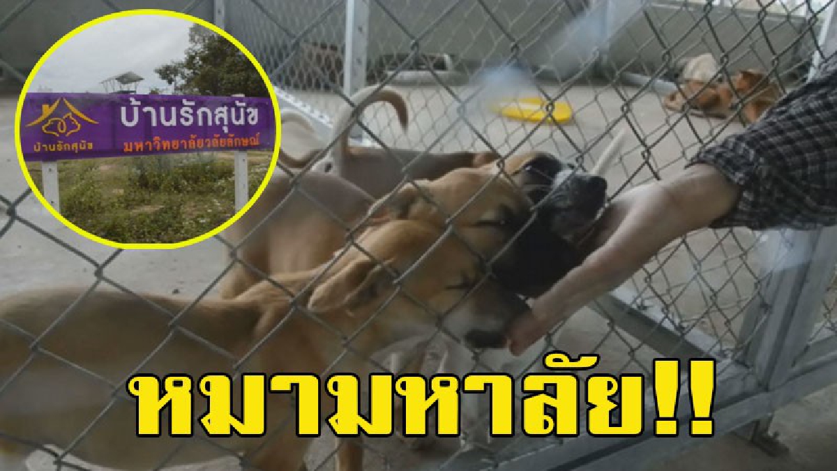 มันบาปนะทำแบบนี้!! คิดว่ามีแค่หมาวัด หมามหาลัยก็มี พบหมาจรจัดนับร้อย ถูกปล่อยทิ้งในรั้ว ม.ชื่อดังเมืองคอน เยอะ จนต้องสร้างบ้านให้อยู่