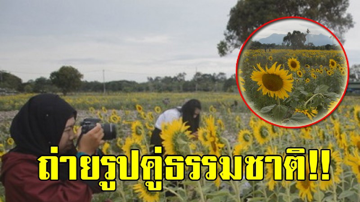 ปักหมุดเตรียมเที่ยว!! นักท่องเที่ยวแห่เซลฟี่กับทุ่งทานตะวัน ที่มหาวิยาลัยวลัยลักษณ์ กันอย่างคึกคัก ใครที่ชอบถ่ายรูปบอกเลยห้ามพลาด!? (คลิป)