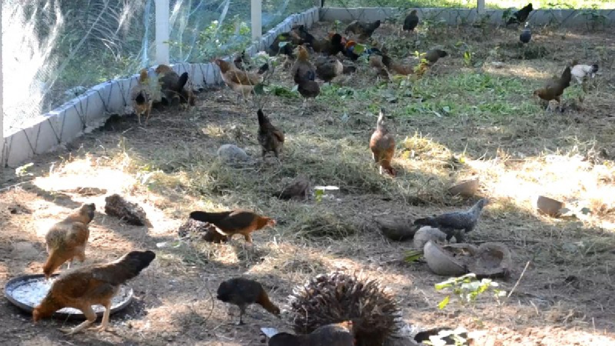 ปศุสัตว์เผยกรณีไก่ชาวบ้านที่กระบี่ตาย เพราะติดเชื้อ H5N1เร่งทำลายนับ6พันตัว พร้อมจ่ายเงินคืนให้ในราคา กิโลกรัมละ80บาท ตามระเบียบของกรมฯ