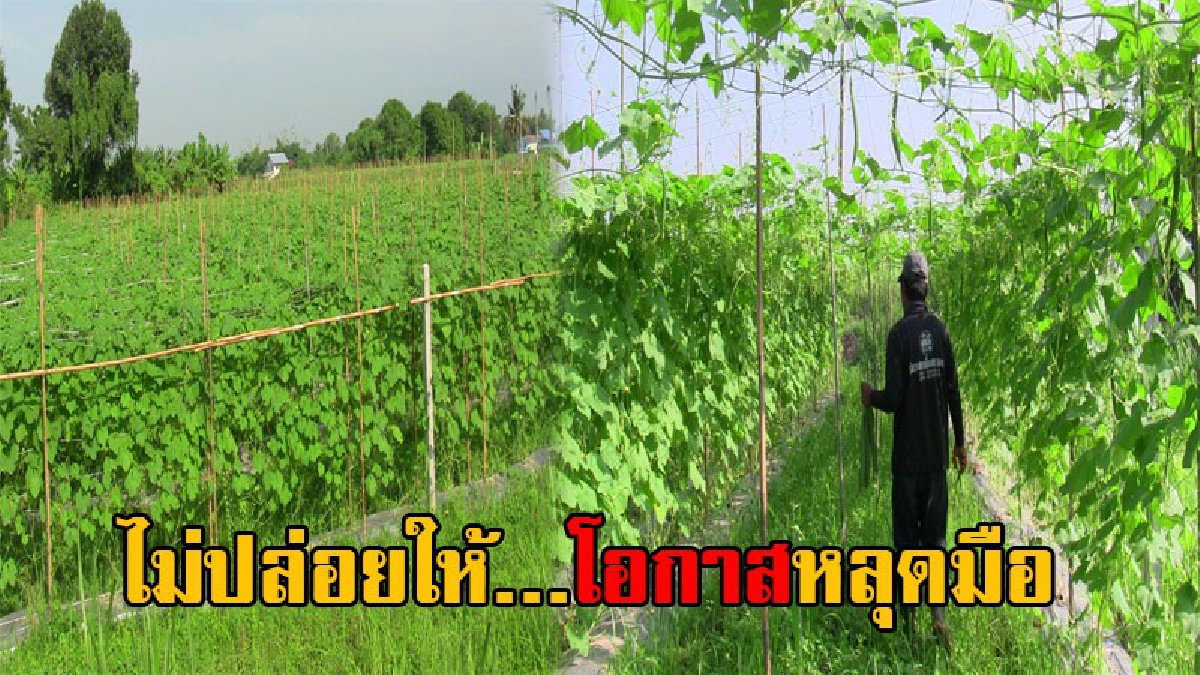 ไม่อยากเสียโอกาส!! ด้วยภาวะอากาศ และราคาข้าวที่ไม่นอน ชาวนาอ่างทอง ขอผันตัวเองปลูกบวบขาย สร้างรายได้ดีกว่าการทำนา ถึงไร่ละ 2 หมื่นบาท