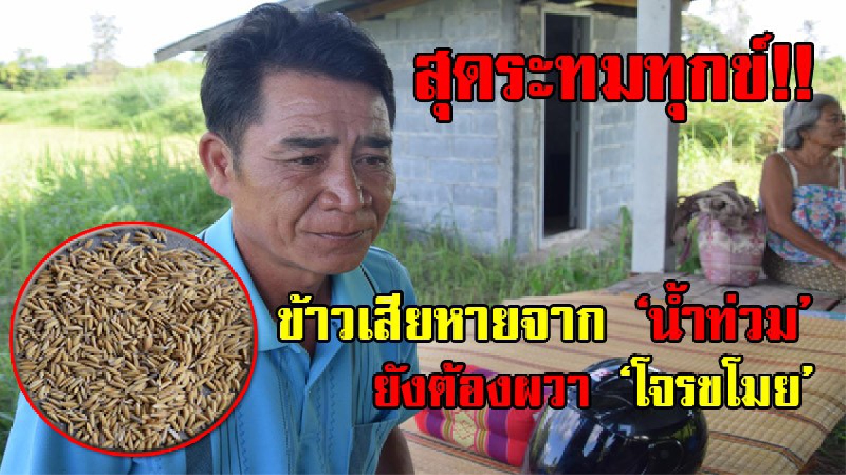 สุดทรมานใจ!? ข้าวโดนภัยจากน้ำท่วมไม่พอ ต้องมาระทมทุกข์โดนโจรขโมยข้าว ทิ้งไว้เพียงแค่เศษข้าวเปลือกให้ดูต่างหน้า ถึงแม้ว่าจะป้องกันอย่างดี!?