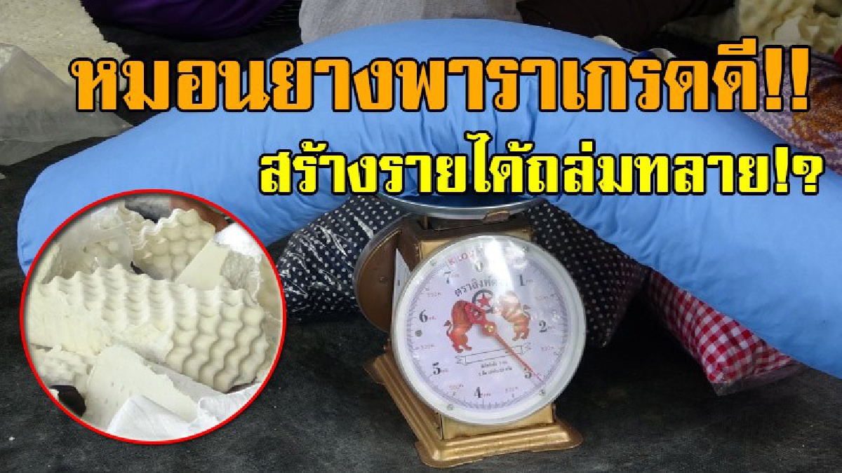 ทำเอาอึ้งอ้าปากค้าง!! แปรรูป หมอน จากเศษยางพาราเกรดดี ราคาเบากระเป๋า คุณภาพเยี่ยม ทำเอาออเดอร์พุ่ง หลังเปิดตัวไม่นาน!?