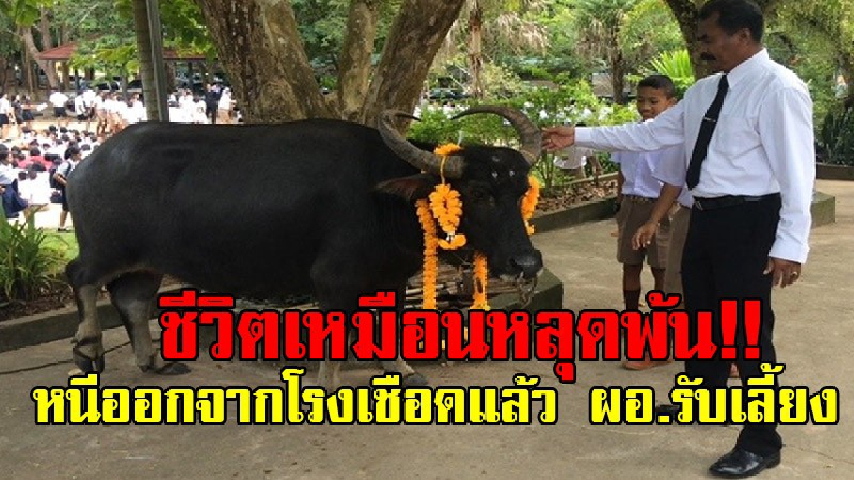 ควายบุญถึง!! หนีตายจากโรงเชือดเพราะหวังที่จะรอดชีวิต โชคช่วยเจอผอ.โรงเรียนใจบุญ ไถ่ชีวิตนำไปเลี้ยงในศูนย์เรียนรู้เพื่อการศึกษา (ชมคลิป)