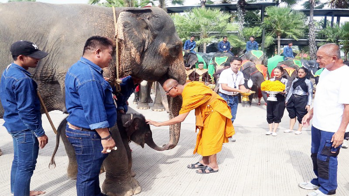 เตรียมทำลายสถิติโลก!! เผยคลิปวินาทีชีวสวนนงนุชเตรียมสร้างสถิติโลก ปางช้างลูกดก ตกลูกตัวที่ 11 แล้วในรอบปีถือเป็นฤกษ์งามยามดี!?