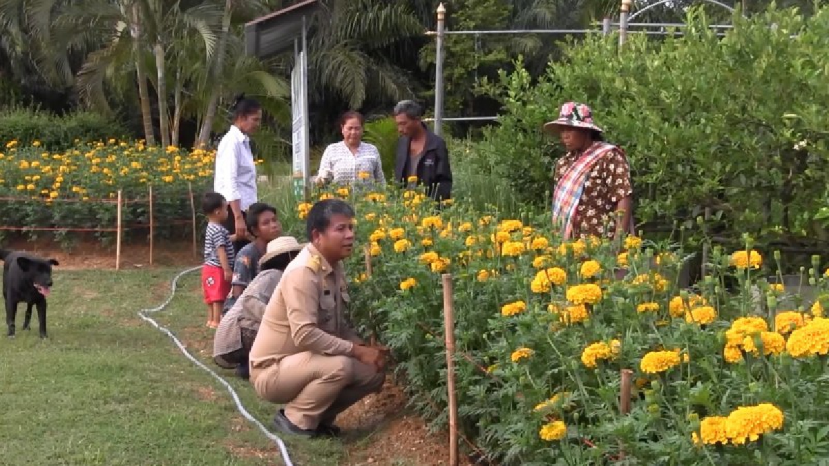 บานสะพรั่ง!! ดาวเรืองน้อมอาลัยในหลวง ร.9 ภายในศูนย์เรียนรู้เศรษฐกิจพอเพียงเขาพนม (มีคลิป)