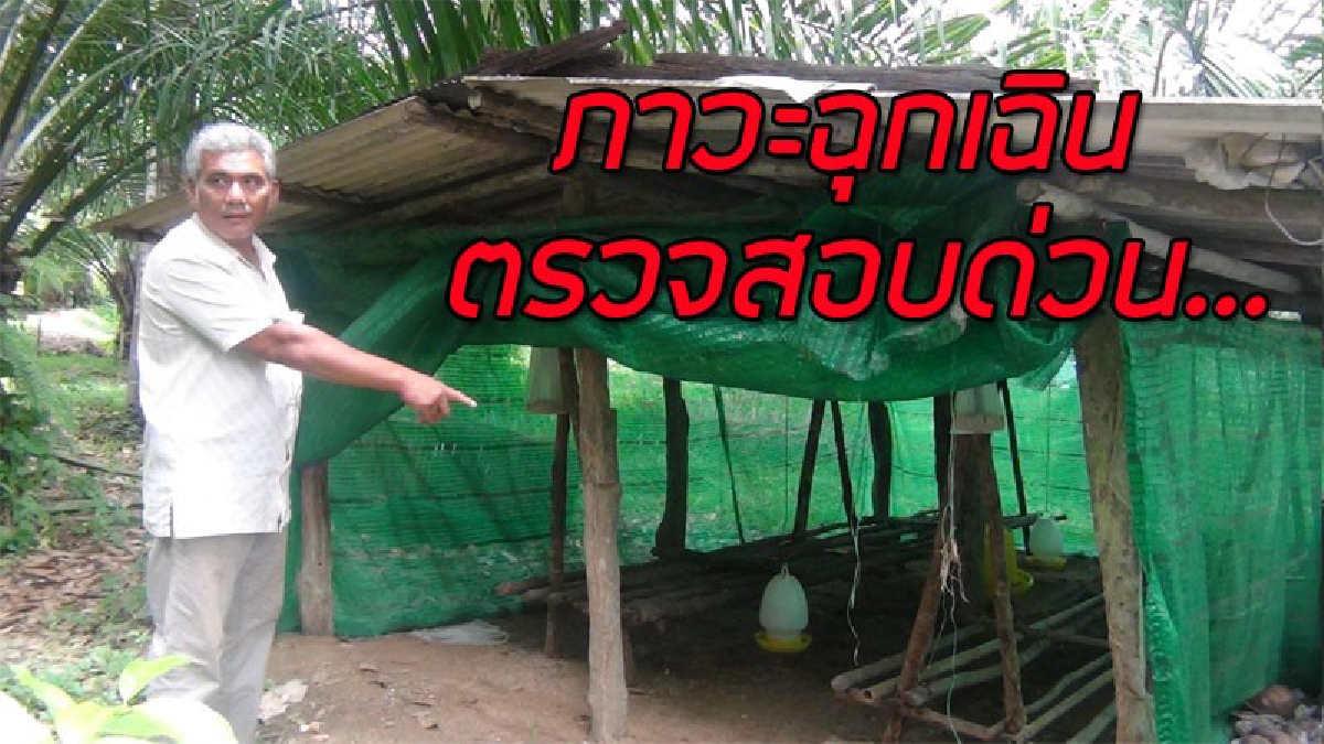 ผวาหนัก!! หลังไก่ป่วยตายปริศนา ชาวบ้านนับ 10 รายที่ไปสัมผัสจู่ๆป่วยจนล้มทรุด หวั่นเชื้อไข้หวัดนก - H5N1 (มีคลิป)