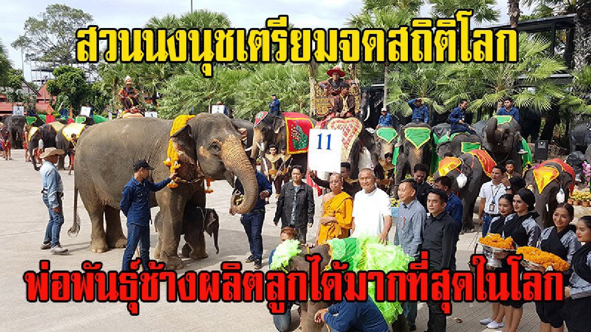 สวนนงนุชพัทยา รับขวัญลูกช้างเชือกที่ 11 ในรอบ 9 เดือน ลำดับที่ 82 เตรียมจดสถิติ!! พ่อพันธุ์น้ำเชื้อดีผลิตลูกได้มากที่สุดในโลก (ชมคลิป)