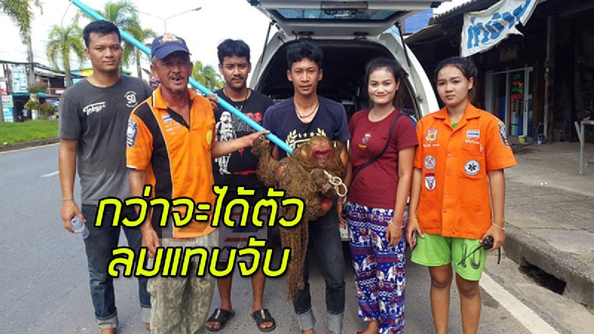 จนท.ล้อมจับเจ้าจ๋อป่าหน้าแดง ซ่าได้ที่ วิ่งเตลิดกลางถนนหลวง งานนี้บอกเลย..ลมแทบจับ (มีคลิป)