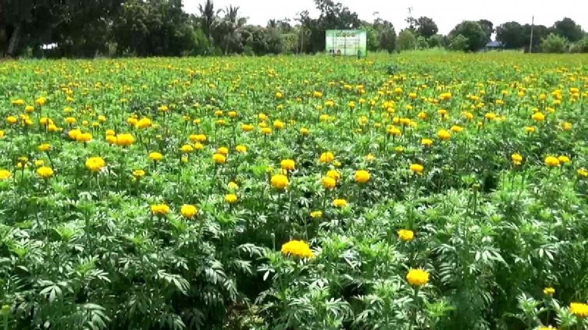 ชาวตำบลยางซ้าย สนองโครงการ9101ตามรอยเท้าพ่อ ปลูกดอกดาวเรืองสามหมื่นต้นบนพื้นที่4ไร่ หวังเป็นส่วนหนึ่งในพระราชพิธีถวายพระเพลิงพระบรมศพฯ