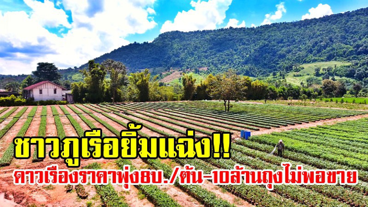 ถึงกับต้องร้องว้าว!! ชาวภูเรือยิ้มแฉ่ง ดาวเรืองสุดพีค ราคาพุ่งต้นละ 8 บ. เพาะชำ 10 ล้านถุง ยังไม่พอขาย (มีคลิป)