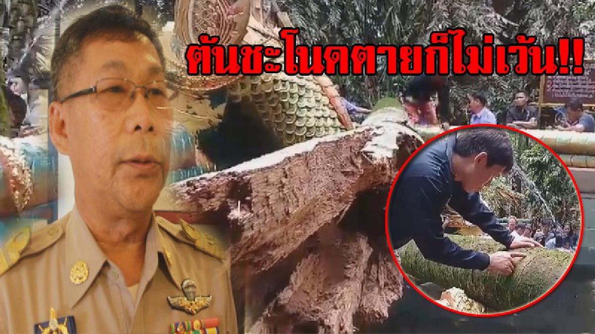 หยุดดราม่าได้แล้ว!! นอภ.บ้านดุงเผย ต้นชะโนดยืนตายซาก เจอลมแรงล้มทับพญานาคเสียหาย ไม่ใช่อาถรรพ์ อนาถใจคอหวยแห่ส่องเลขต้นชะโนดหัก!?