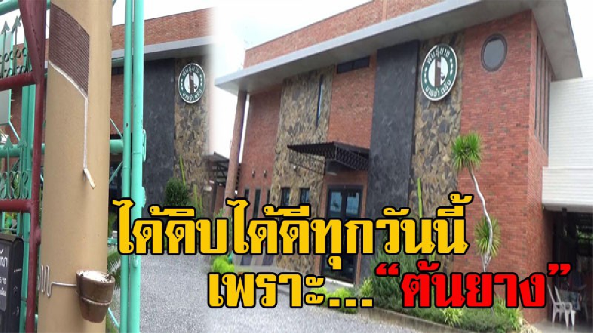 มีวันนี้เพราะต้นยาง!? แชร์สนั่นออนไลน์ ครอบครัวค้าพันธ์ยาง เนรมิตเสาบ้านเป็นต้นยาง ด้วยสำนึกบุญคุณ กลายเป็นชาวบ้านชื่นชอบ ถ่ายรูปว่อนโซเชียล