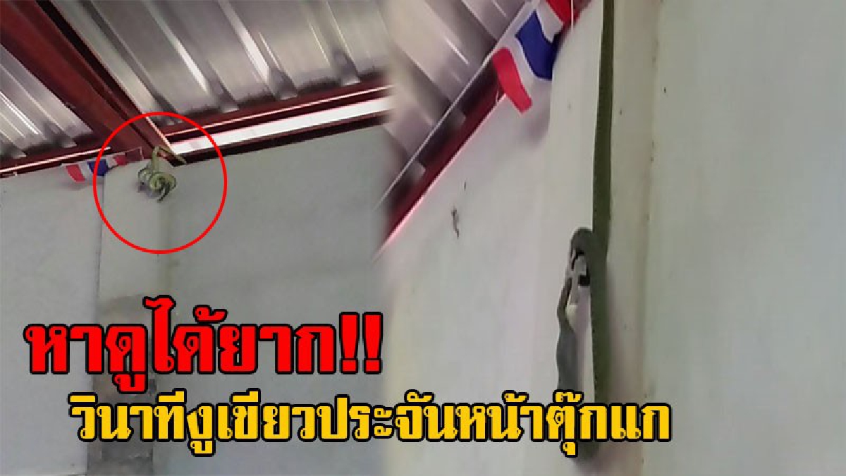 ตื่นกันทั้งศาลา!! ในวัดก็ไม่เว้น ญาติโยม แห่ถ่ายภาพสุดระทึก วินาทีงูเขียว เผชิญหน้ากับตุ๊กแก  ใครอยู่ใครรอด มองให้เป็นสัจธรรม (ชมคลิป)