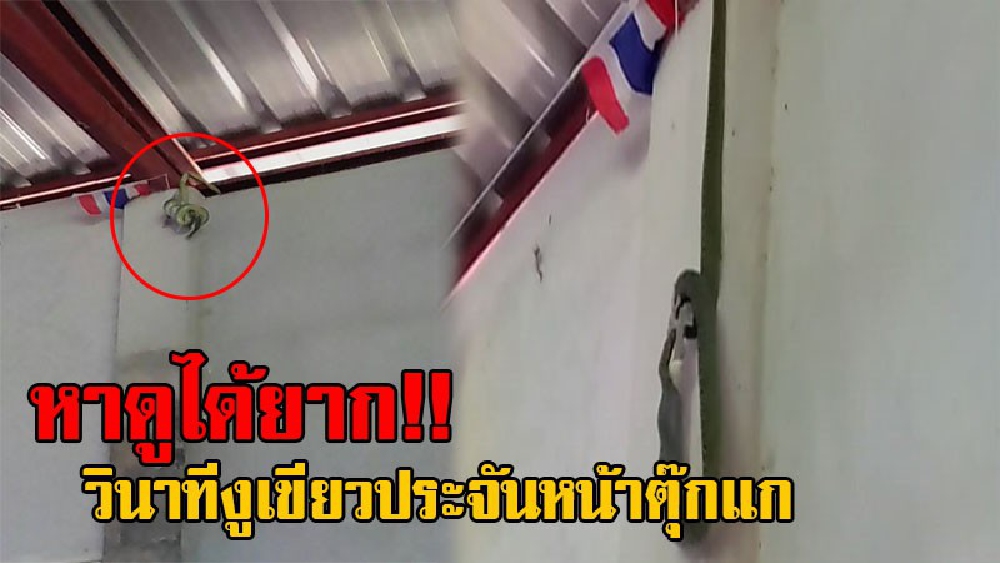 ตื่นกันทั้งศาลา!! ในวัดก็ไม่เว้น ญาติโยม แห่ถ่ายภาพสุดระทึก วินาทีงูเขียว เผชิญหน้ากับตุ๊กแก  ใครอยู่ใครรอด มองให้เป็นสัจธรรม (ชมคลิป)