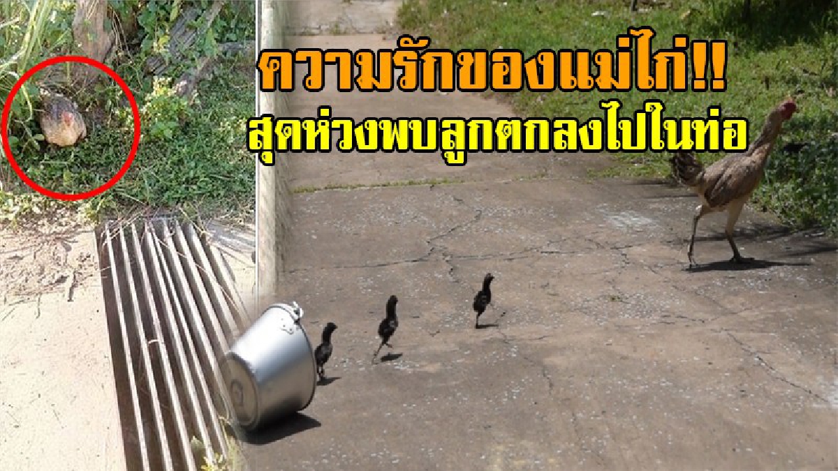 ภาพสุดซึ้ง!! แม่ไก่สุดห่วงลูก หลังลูกตกท่อน้ำถึง 3 ตัว นั่งเฝ้าทั้งคืน ไม่ขยับไปไหน สุดท้ายได้คนดีเข้าช่วยเหลือจนปลอดภัยทั้งหมด!?