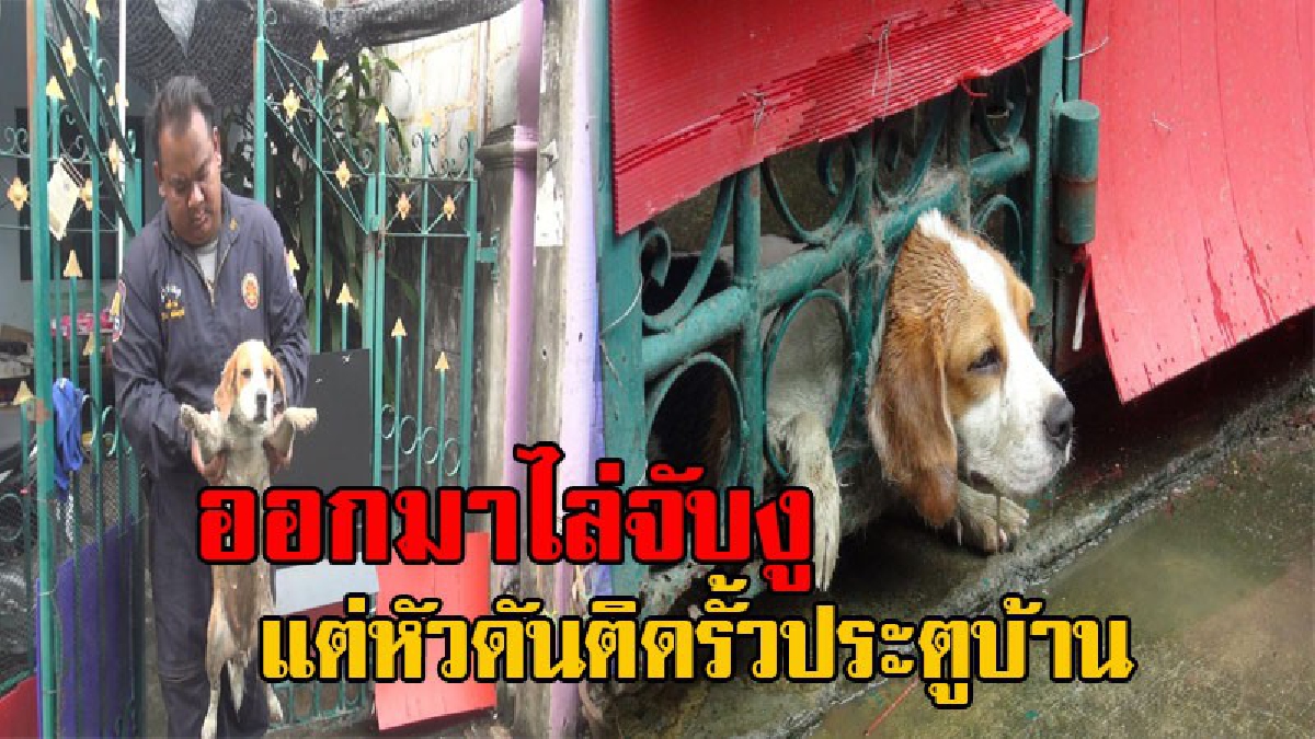 สุดแสนสงสาร!! กู้ภัยเร่งช่วยเหลือ สุนัขท้อง 1 เดือนเศษ หลังจะออกมาช่วยไล่จับงู แต่หัวดันเกิดไปติดรูประตูรั้วบ้าน จนเอาไม่ออก (มีคลิป)