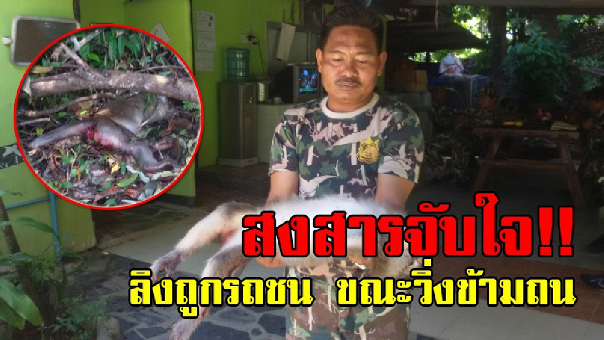 สุดสงสาร!! ลิงเกาะช้างถูกรถชนสาหัส ขณะวิ่งข้ามถนนบนเขา เพื่อหาลูกไม้กิน ฝูงลิงโกรธแค้น ขัดขวางเจ้าหน้าที่ไม่ให้ช่วยเหลือ สุดท้ายตาย 1 ตัว