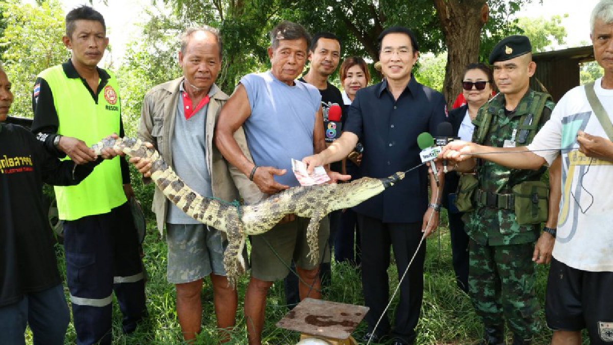 ทำดี..ต้องตบรางวัล!! นายอำเภอสุดปลื้ม ควักเงินรางวัลให้ชาวบ้าน หลังไล่ล่าจับจระเข้หลุดฟาร์ม  จัดไปๆงามกิโลละ 100 บาท (มีคลิป)