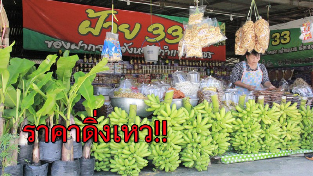 ดิ่งเหวเป็นประวัติการณ์!! ใกล้งานสารทไทยกล้วยไข่ของดีเมืองกำแพง เผย.ปีนี้ผลผลิตล้นตลาด ราคาถูกลงกว่าเท่าตัว สาเหตุไม่พ้นนายทุน (มีคลิป)