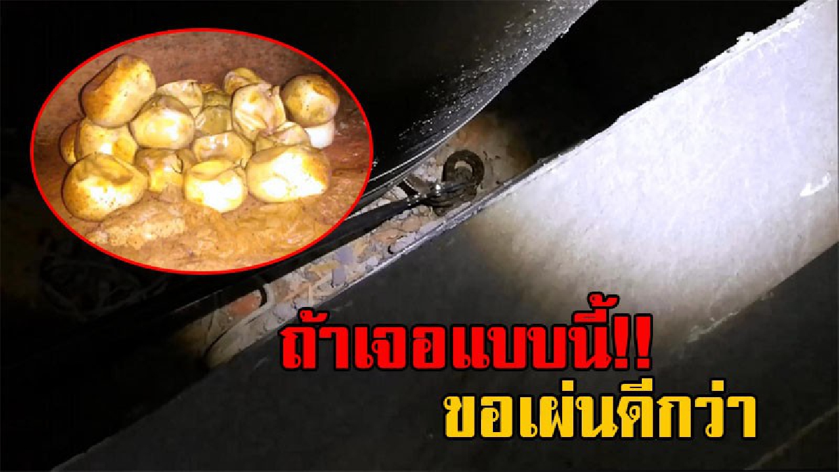 ให้อยู่ฟรีก็ไม่เอา!? ครอบครัวผู้กองผวาหนัก บ้านหรูหลังใหญ่ กลายเป็นรังงูเหลือม พบอีก 11 ตัว แถมเจอไข่อีกเกือบ 50 ฟอง อยู่ใต้พื้นบ้าน (คลิป)
