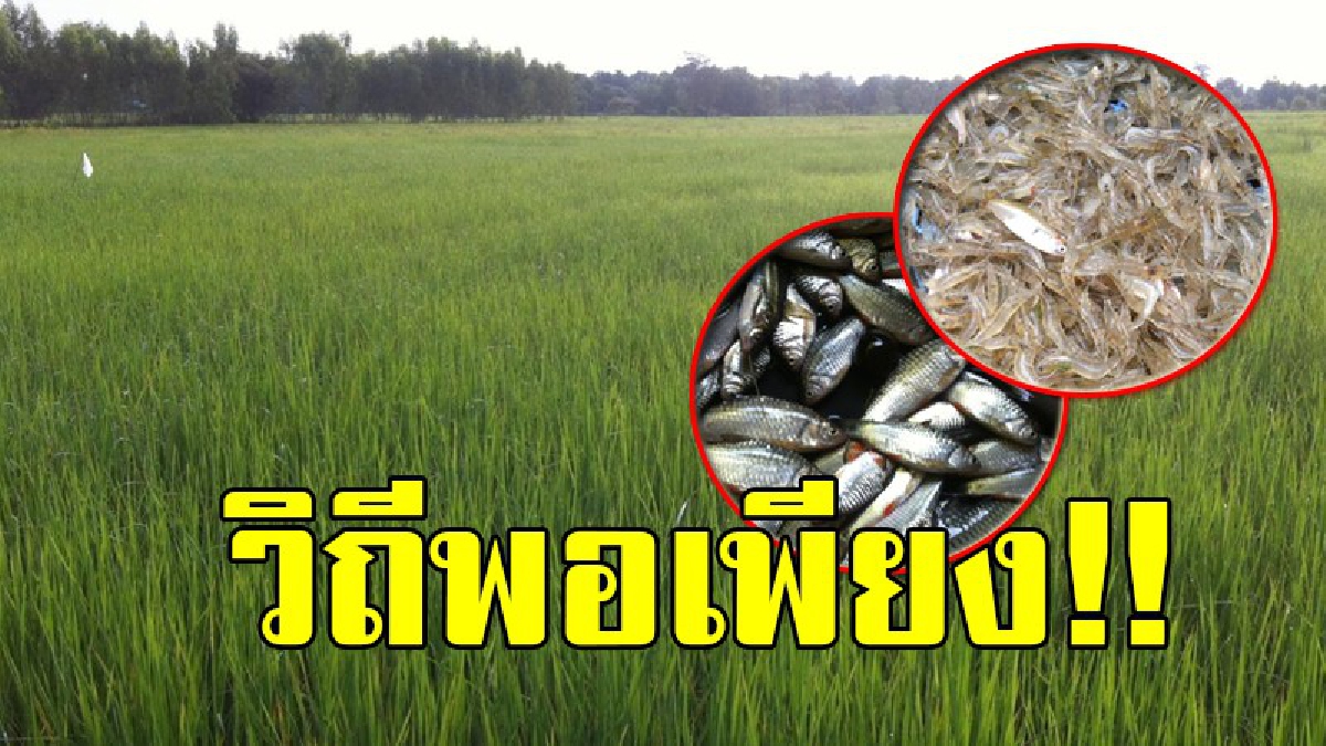 วิถีชาวบ้าน!! ก้าวตามรอยพ่อแบบพอเพียง ในน้ำมีปลา ในนามีข้าว ขยันไม่อดตาย วางตุ้มดักกุ้งฝอย วางมองจับปลา ตามท้องไร่ท้องนา ทำปลาร้า ปลาจ่อม!?