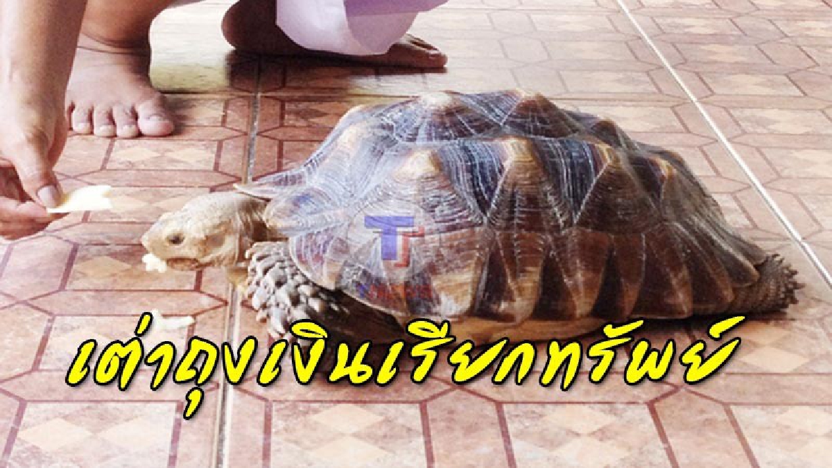 ฮือฮาโลกโซเชียล..หลังมีไก่แสนเชื่องเดินตามพระบิณฑบาตร วัดดังเปิดตัวอีกหนึ่ง"เต่าถุงเงินเรียกทรัพย์" เชื่องยิ่งกว่า พารวยมาแล้วหลายราย (คลิป)