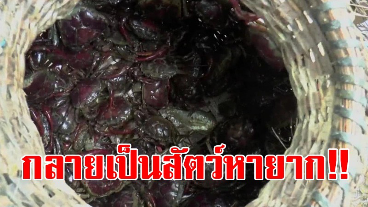 ราคาแพงสุดๆ!! ชาวนาออกหาปู เพื่อขายสร้างรายได้ หลังปูหายาก เนื่องจากการใช้สารเคมี ทำน้ำปู๋เครื่องปรุงรสอาหารคนเหนือ ราคาขึ้นแพงลิ่ว!?