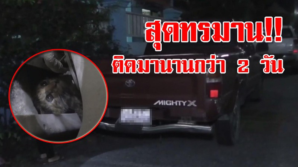 กลายเป็นเรื่องสุดวุ่น!! เจ้าของรถได้เสียงร้องจากใต้ท้องรถ ก้มดูถึงกับผงะ พบลูกแมวติดอยู่ พยายามช่วยแต่ไม่สำเร็จ จึงโร่แจ้งจนท.ช่วยด่วน!?