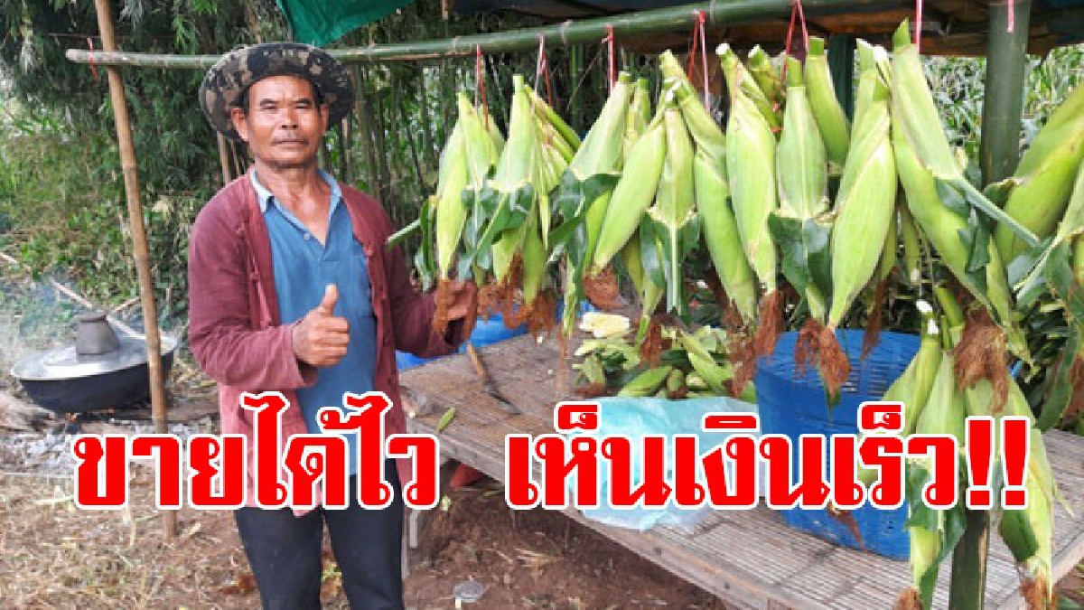 ขายได้ทันใจ!! สองสามีภรรยาที่ยโสธร เลิกปลูกมันสำปะหลัง หันมาปลูกข้าวโพดหวาน พืชอายุสั้นแทน 60 วันเก็บขายได้ทันที ไม่ต้องรอนานถึง 1 ปี