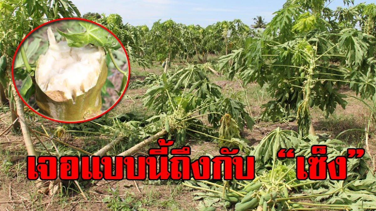 โคตรจะซวย!! อุสาห์เปลี่ยนจากการทำไร่มะนาวเพราะราคาตก หันมาทำไร่มะระกอ ผลผลิตดกดี เพียงอีกแค่ 5 วันจะเก็บ ดันเจอพายุฝนกระหน่ำจนพังเสียหาย!?