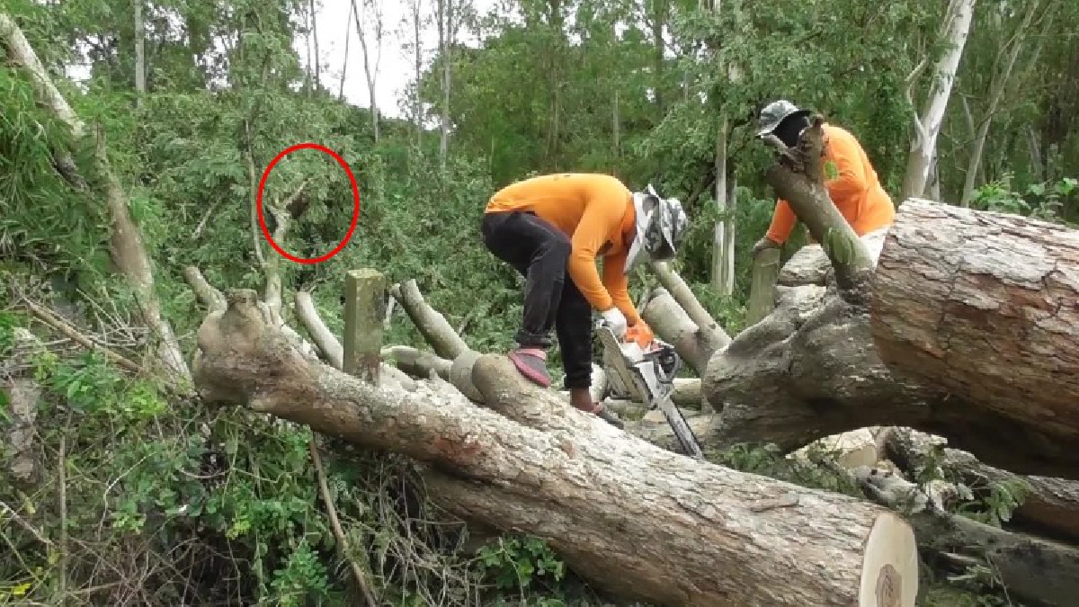 หรือว่าจะมาให้โชค!? พายุพัดกระหน่ำ ทำต้นมะขามยักษ์หักโค่นทับรั้วบ้าน โคตรแปลกฝูงผึ้งหลวงบนต้นมะขาม ไม่ยอมแตกรังสักตัว คอหวยเชื่อมาให้เลข!?
