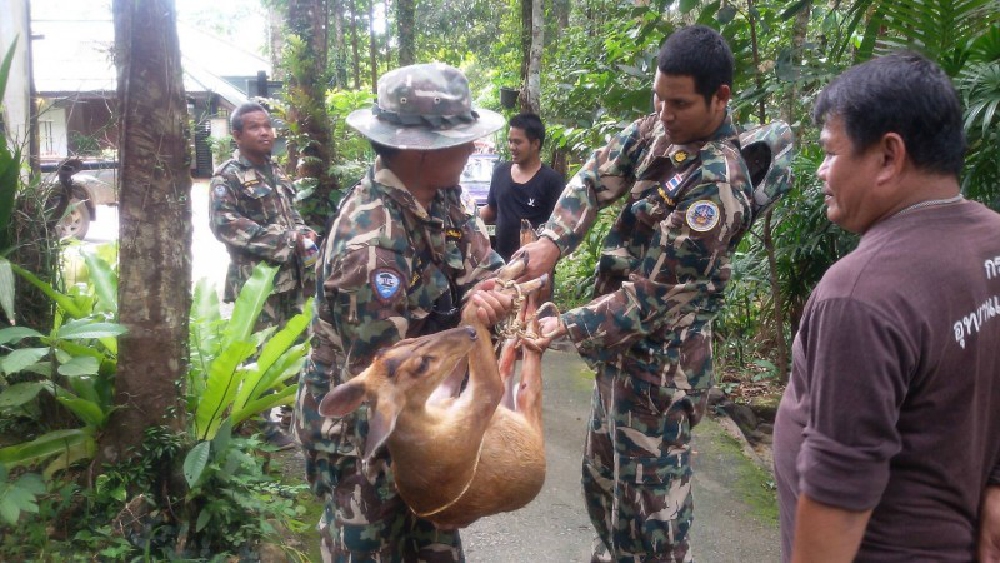 หน่วยพิทักษ์อุทยานฯ ที่ กช.4(คลองพลู) รุดช่วยเก้งตัวเมีย หลังตกใจนักท่องเที่ยว วิ่งเตลิด โดดลงทะเลบาดเจ็บ (มีคลิป)