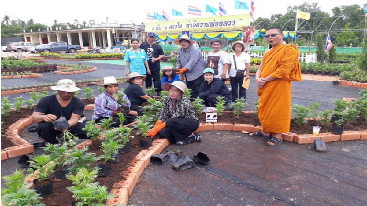 ทำดีถวายพ่อหลวง-ชุมพรโครงการ 1ต้น 1 ดวงใจทำดีถวายพ่อหลวง ปลูกดอกดาวเรือง 14,000 ต้น ครั้งหนึ่งในชีวิตของฉัน @วัดหัวถนน ชุมพร (มีคลิป)