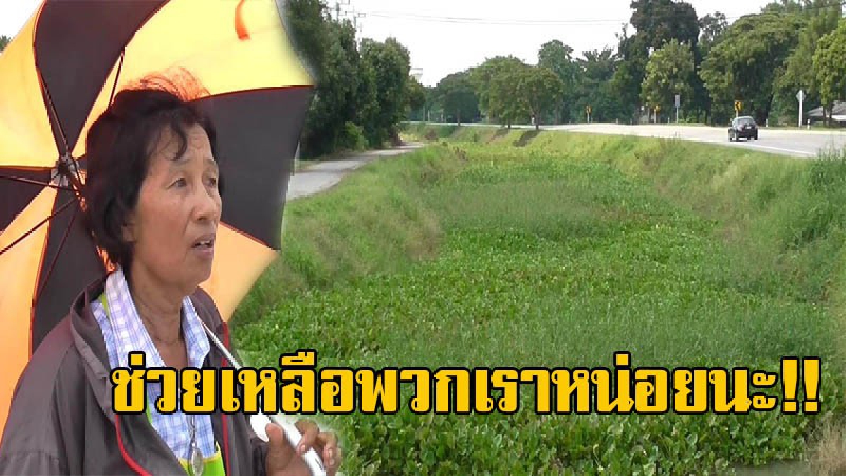 ช่วยพวกเราด้วย!! ชาวบ้านวอน ลอกคลองหลังผักตบชวา ขึ้นเต็มยาวหลายกม. หวั่นส่งผลกระทบ หลังกรมชลเตรียมผันน้ำเข้าทุ่ง (มีคลิป)