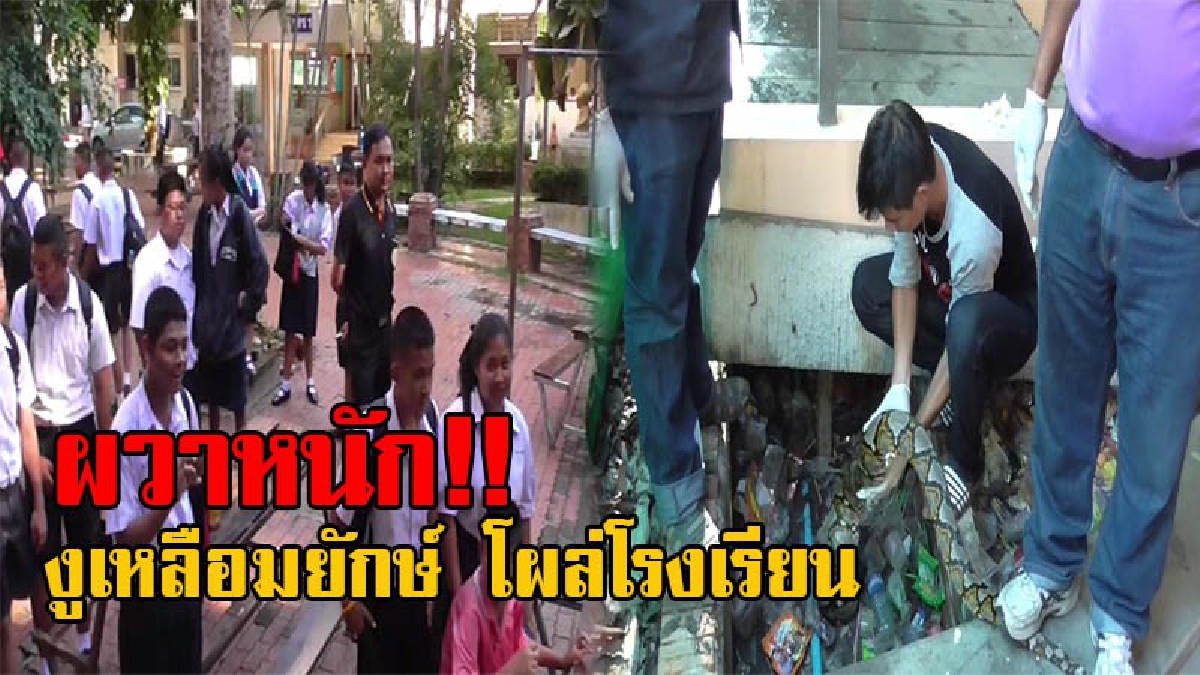 โรงเรียนแทบแตก!! งูหลือมยักษ์ยาวกว่า 4 เมตร โผล่กลางห้องสอบ กู้ภัยวุ่นระดมจับก่อนมุดท่อหนี สุดท้ายต้องทำแบบนี้ ก่อนนำปล่อยคืนสู่ธรรมชาติ!?