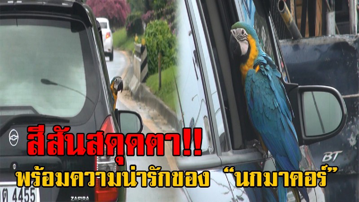 เปิดภาพสุดน่ารัก!! ถึงกับต้องอมยิ้มเมื่อ "นกมาคอร์แสนรู้" ที่เจ้าของพานั่งรถเก๋ง กินลมชมวิวไปทั่วเมือง โดยเปิดกระจกหลังให้นั่งที่ขอบประตู
