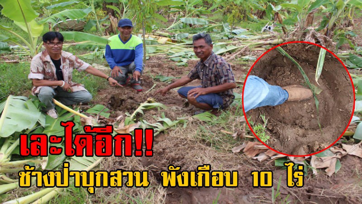 มาขนาดนี้...เคาะประตูเลยไหม!? ชาวบ้านผวาหนัก ช้างป่าบุกทำลายไร่สวน เสียหายเกือบ 10 ไร่ หวั่นมีคนได้รับอันตราย จากการถูกทำร้าย (มีคลิป)