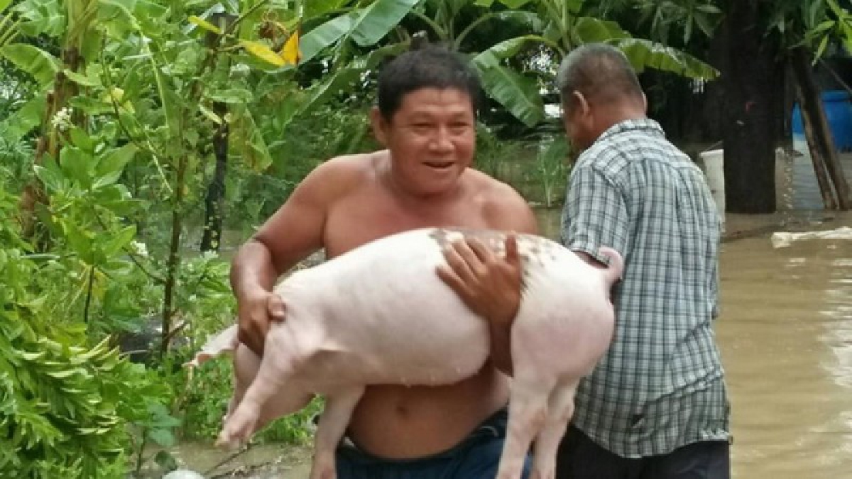 โดนจนอ่วม!! ฤทธิ์พายุ “ทกซูรี” น้ำป่าทะลักท่วมบ้านด่านลานหอย ชาวบ้านอุ้มหมูหนีน้ำจ้าละหวั่น บ้านเรือน-ไร่นา-ถนนจม