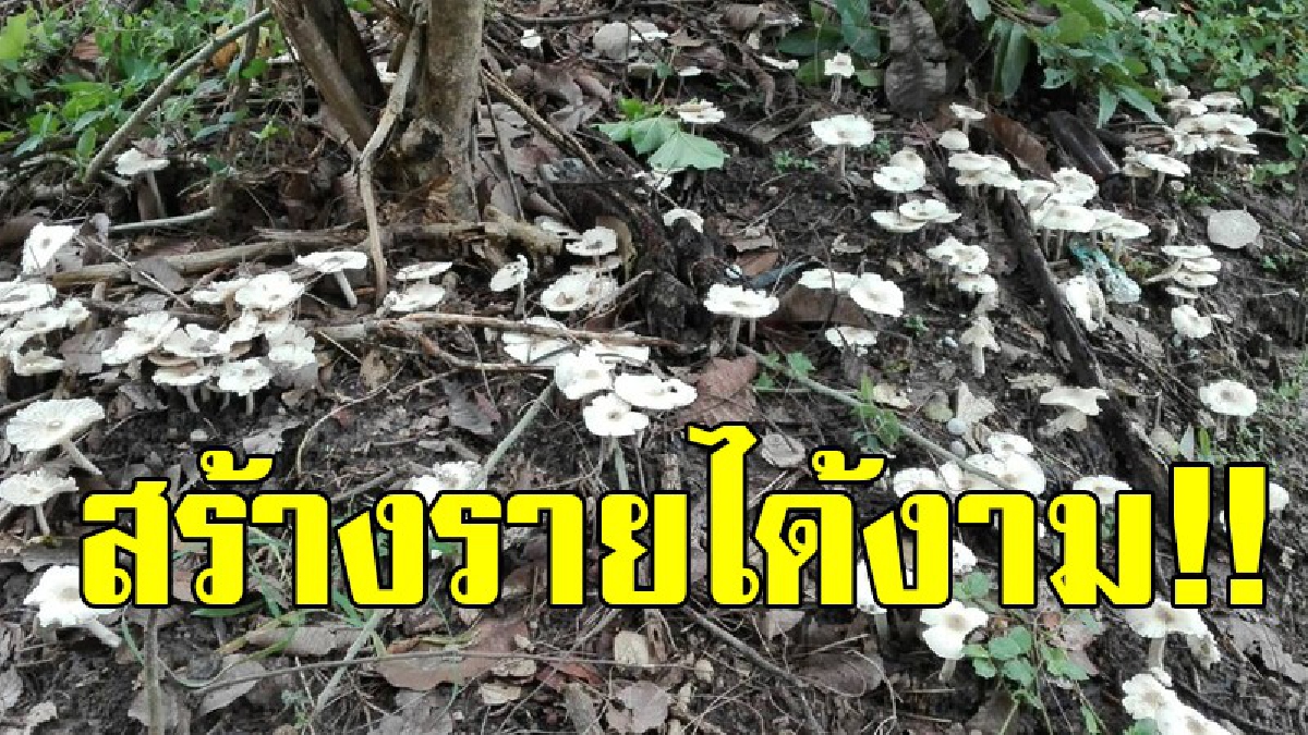 เหมือนพบโอกาสทอง!! นานทีปีหน ชาวบ้านพรานกระต่าย แห่เก็บเห็ดโคน 1 ปีจะมีครั้ง ที่จะออกมาให้เก็บขายสร้างรายได้เลี้ยงชีพ!?
