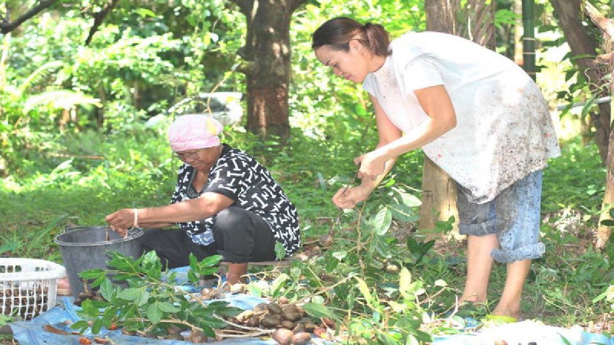 ลูกเนียง ผักเหนาะ คู่กับน้ำพริก และแกงรสเผ็ดจัดจ้าน สุดยอดของคนใต้