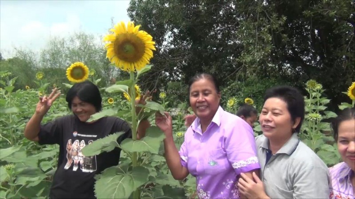 เหลืองสะพรั่ง!!ชาวบ้านอ่างทอง เชิญชวนท่องเที่ยวชมความงดงามของดอกทานตะวันที่บานสะพรั่งริมถนนตำบลรำมะสัก เป็นระยะทางกว่า 5 กิโลเมตร