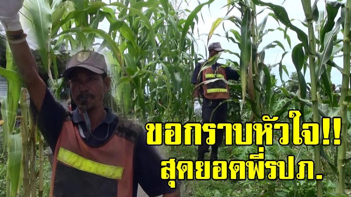 กราบหัวใจ!!เปิดชีวิต รปภ.หัวใจพอเพียง เลิกงาน อาศัยที่ว่างปลูกข้าวโพด ผัก ไว้กินและแจกจ่าย ด้วยใจจิตอาสา