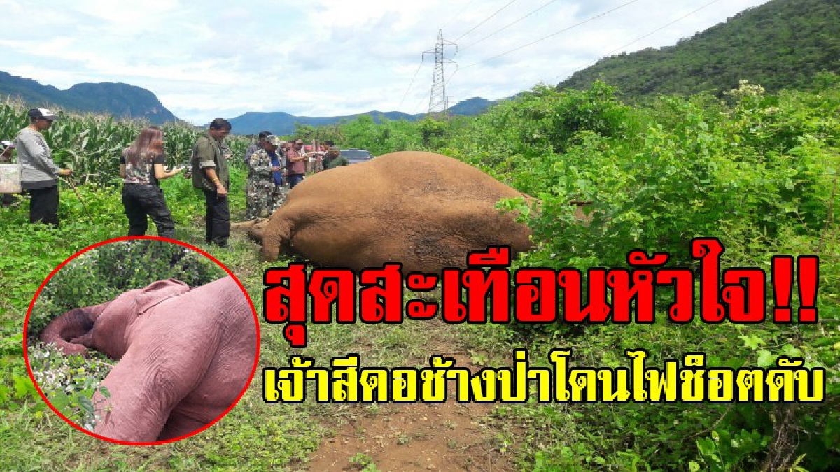 สุดอนาถใจ!! เจ้าสีดอช้างป่าสลักพระ ถูกไฟฟ้าที่ชาวไร่ขึงกันช้าง ช็อตตาย ดับอนาถคาที่ หลังออกจากป่าหากินแถวไร่ข้าวโพด จนท.เร่งหาตัวคนทำมาลงโทษ