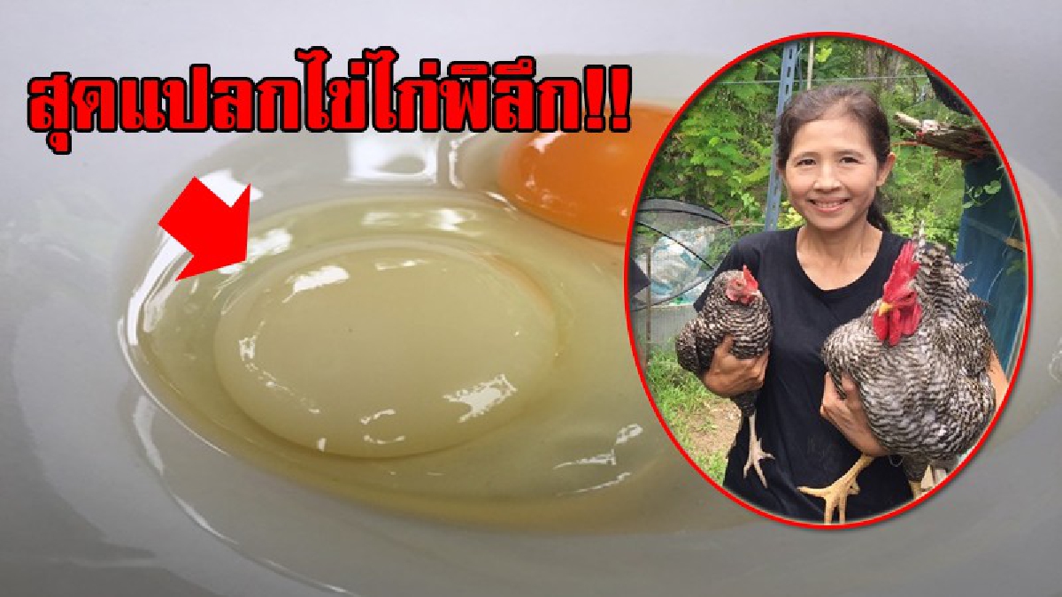โคตรแปลก!? ไข่แดงแต่กลับไม่แดง ทำเอาทึ่งกันทั้งบาง จนหลายคนต้องแห่ตามไปพิสูจน์ กลับต้องตะลึงหนักมันไม่มีไข่แดงจริงๆ ทำเอางงหนัก!? (ชมคลิป)
