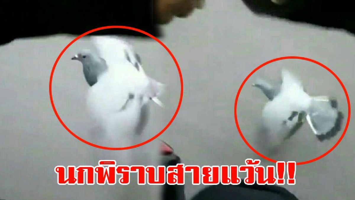 เปิดคลิปสุดน่ารัก!! แปลกแต่จริง..นกพิราบสายแว้น!! ชอบบินแข่งกับรถ จยย.โฉบเฉี่ยวซ้าย - ขวาหน้าหลังก่อนบินเข้าทุ่งนาแล้วหายไป (ชมคลิป)